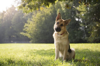 Dog Parks: The Facts About Dog Parks.