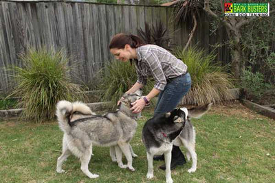 What is Holistic Dog Training?