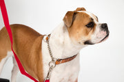 Bark Busters Leather "Communication' Training Collar. One of the best training collars on the market.