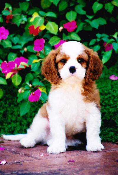 Puppy Training Lead with Sherpa Handle