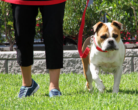 Dog Walking/Training Lead: Adult or Large Breed Dog Training Lead with Sherpa Insert by Bark