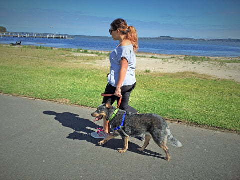 WaggWalker® Dog Walking "Communication" Harness.